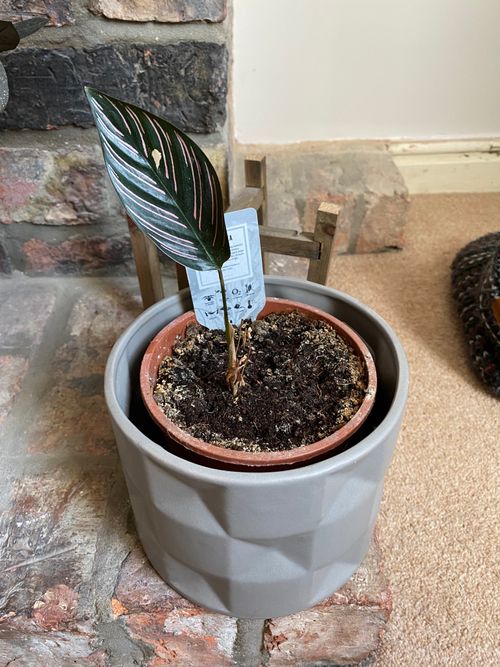 A single leaf is present, with bright pink markings standing out against the dark green colour of the leaf. The plant sits in a grey ceramic pot.