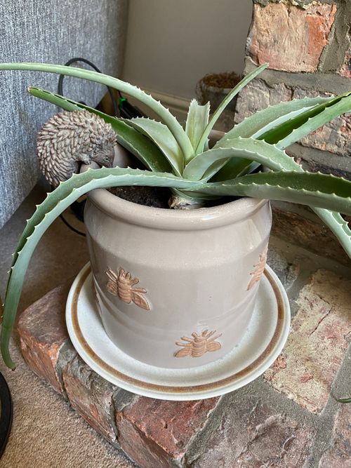 Large, barbed, aloe leaves stemming from the center of the pot reach out and towards the floor. The plant is in a beige pot, decorated with bees.