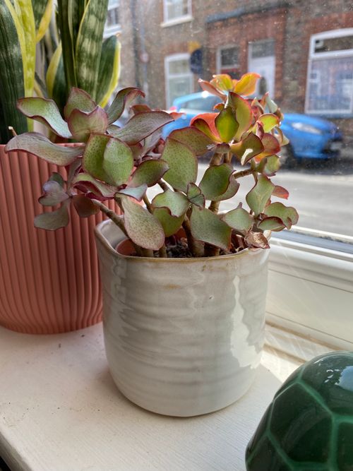 Lots of small, brownish stems host lots of jagged green leaves which are curled in different places. The leaves are a rich pinky-maroon colour around their edges. The plant sits in a glazed beige pot. 