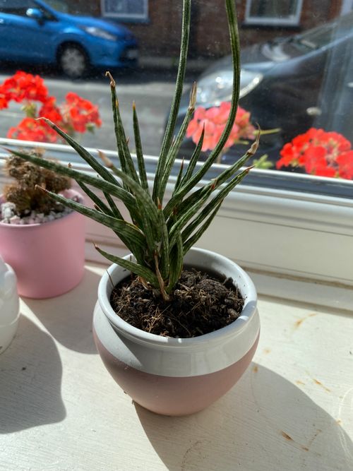 Thin, densely packed stems, all climb over eachother and point out in different directions. Plant is potted in a bulbous terracotta pot, with the top half painted white.