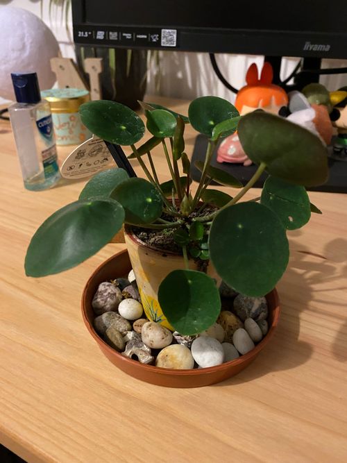 A small (roughly 8cm) pot containing long, arching stems holding out large circular leaves. The stems and leaves are spread out, all spaced away from the centre of the pot. Around the base of the pot are some small pebbles in a variety of colours in a dish slightly larger than the pot. The pot is placed upon a wooden desk top with bottles and small figurines visible in the background. 