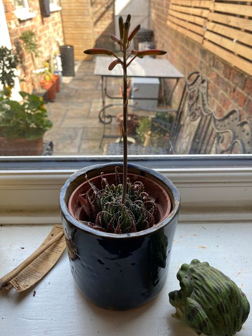 A long, tall, stem reaches skywards holding 8 buds. The plant itself remains close to the soil in the pot, with pointy leaves all surrounding the stem of the flower. The plant sits within a deep navy pot.