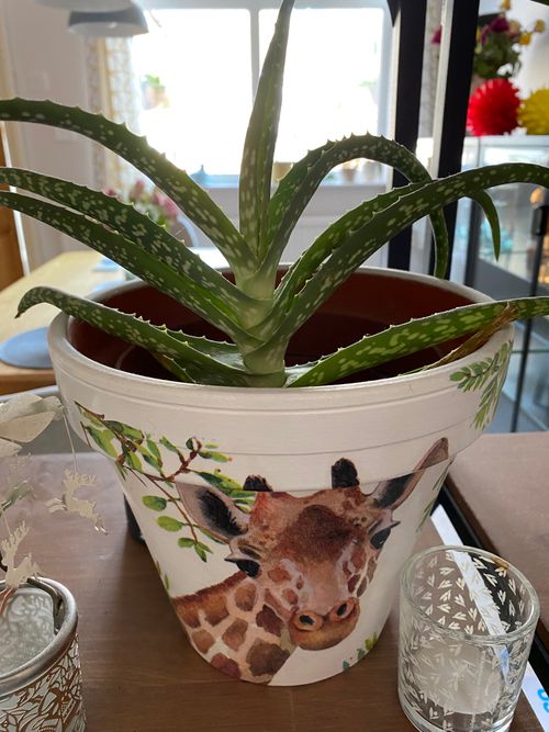 Barbed, aloe leaves stemming from the center of the pot reach out over the sides. The plant is in a white pot, decorated with a picture of a giraffe painted on it.