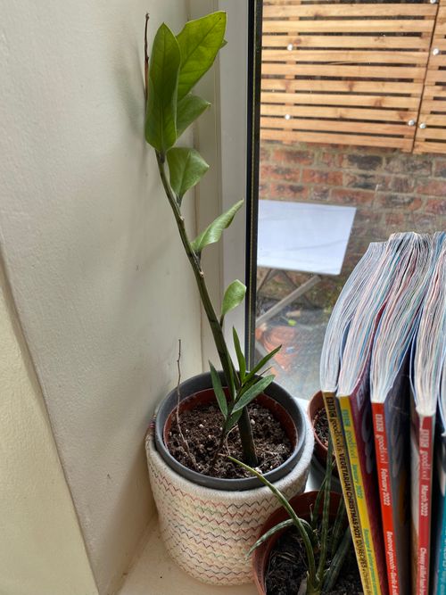 A ZZ plant with two stems containing very few leaves, which are not the typical dark colour, but are curled and unhealthy looking. The plant sits in a knitted pot.