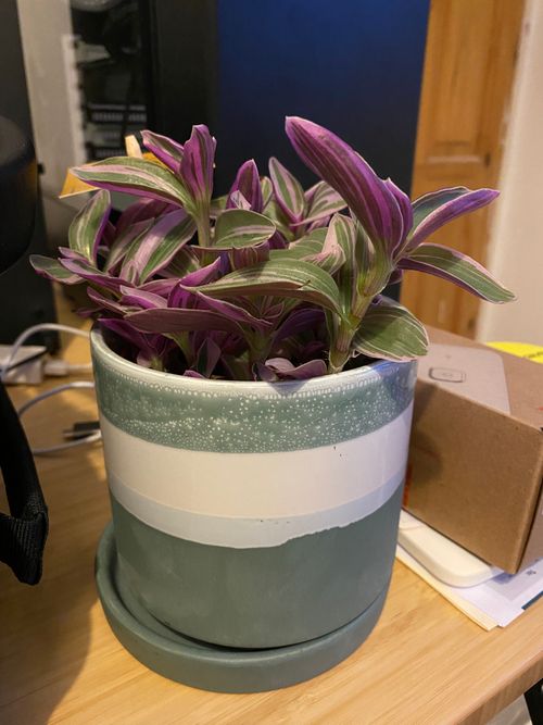 Green shoots (roughly 20cm) fill a sea green coloured pot with a white hoop around it's centre. The shoots' leafs are variagated and a deep, rich purple in colour - contrasting against the bright green of the centre of the leafs. In the background, random desk objects such as wires and a small box can be seen against the black computer tower at the back.
