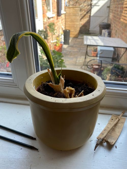 A single snake plant leaf, coiled over with small parts of old dried up stems in the soil around it. The plant sits in a yellow ceramic pot.
