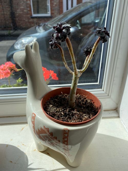 A central stem branches off into four smaller stems, holding small dark purple leaves. The plant sits within the back of a llama shaped plant pot.