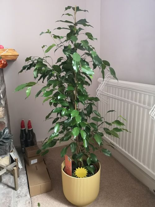A tall ficus plant with full dark leaves sits in a ribbed yellow pot.